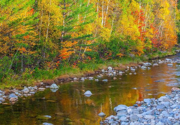 Gulin, Sylvia 아티스트의 USA-New England-Maine-Wild River-reflections of Autumn colors in small river작품입니다.